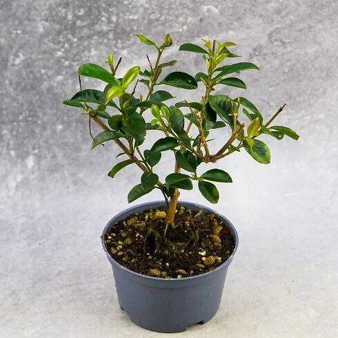Drzewko bonsai - MikroKlimat