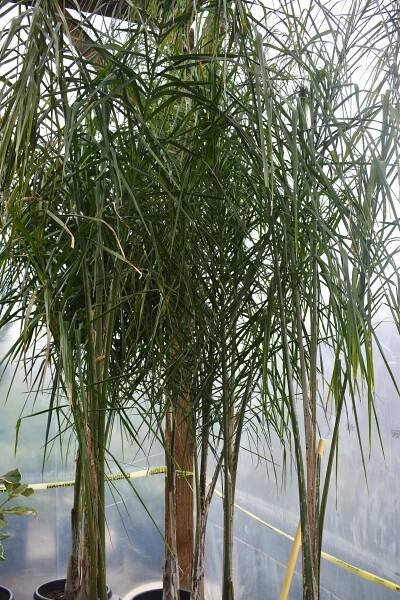 Queen Palm
