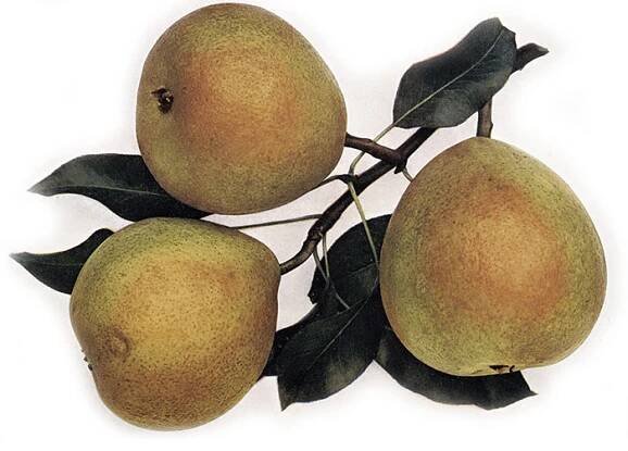 Pyrus communis ́Bergamotka Esperenova ́ - podzimní odrůda