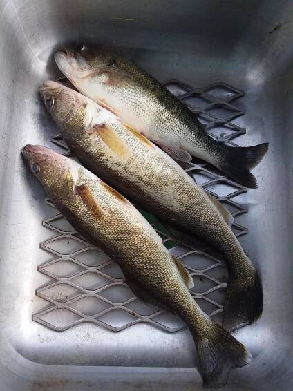 | Twin Lakes Walleye Club