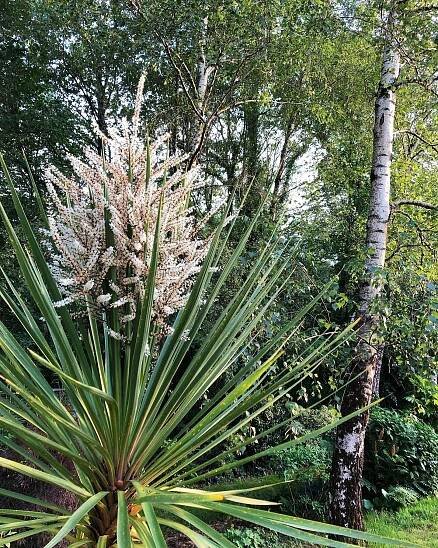 Cordyline Australis instagram @raphaeld64