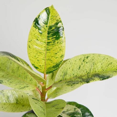Ficus elastica 'Shivereana' Ø9cm