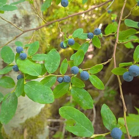 Agroforestry Northwest