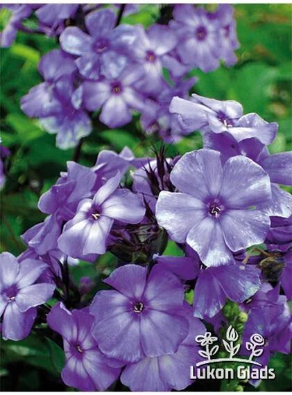 PHLOX - plamenka, flox - Lukon Glads s.r.o.