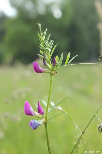 Vicia sativa | Květena Šumavy