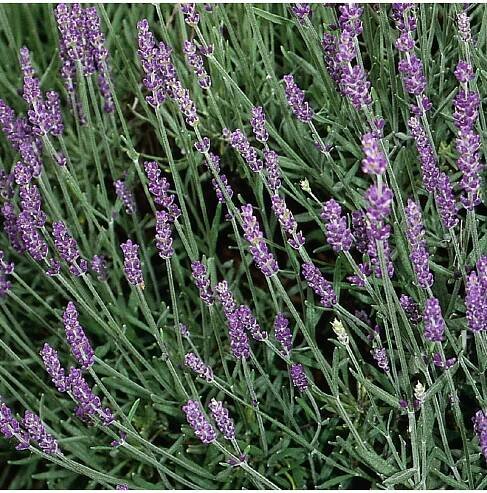 Lavandula angustifolia HIDCOTE BLUE STRAIN - levandule úzkolistá - Lukon Glads s.r.o.