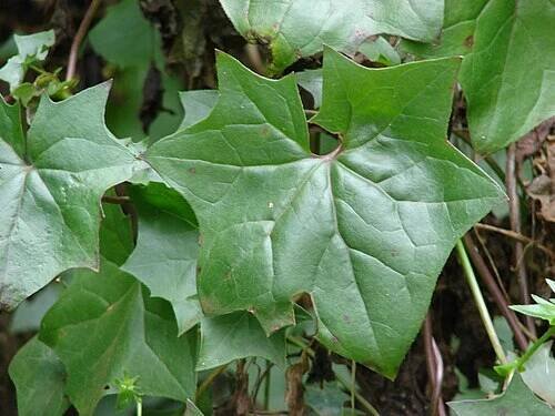 Delairea odorata - Wikipedia