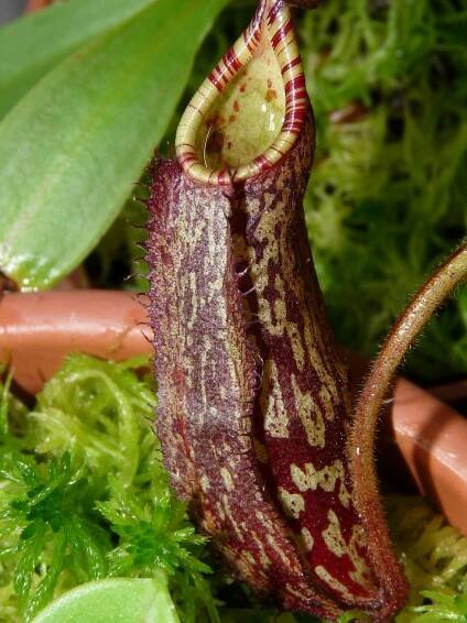Nepenthes spectabilis - Darwiniana - Velký atlas masožravých rostlin
