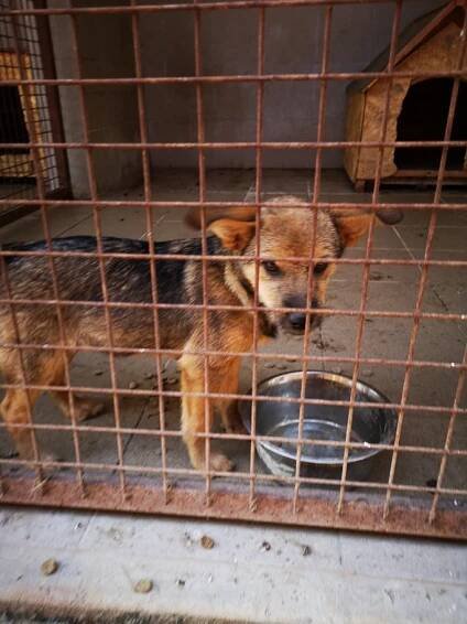 Wie könnt auch Ihr helfen ? - newlife4dogs.de
