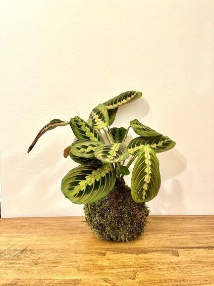 Kokedama Marantha