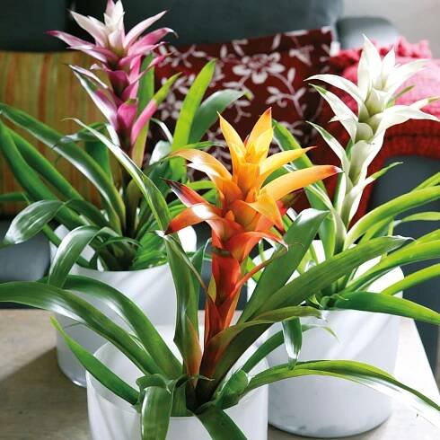 Guzmania