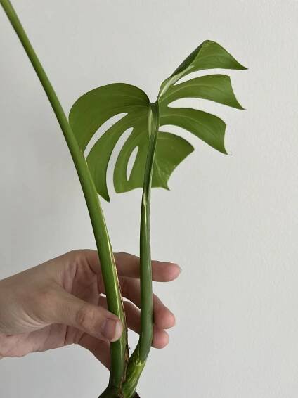 Monstera Deliciosa Albo Variegata