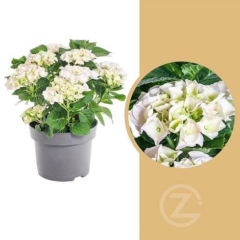 Hortenzie velkolistá, Hydrangea macrophylla, bílá, skladem