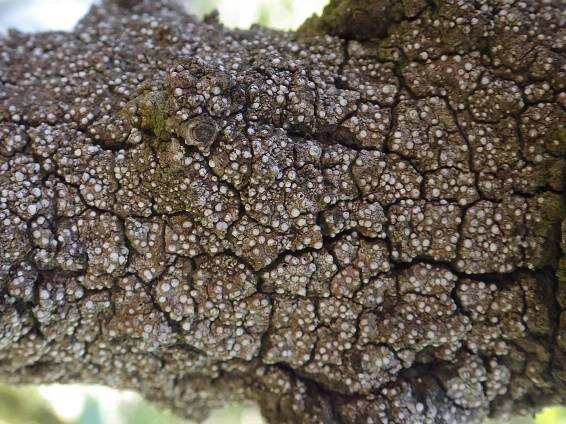 Thelopsis