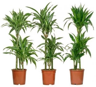 DRACAENA DEREMENSIS Květinová rostlina (003.053.17) - recenze, cena, odkud nakupovat