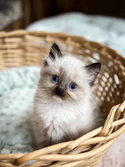 Ragdoll
