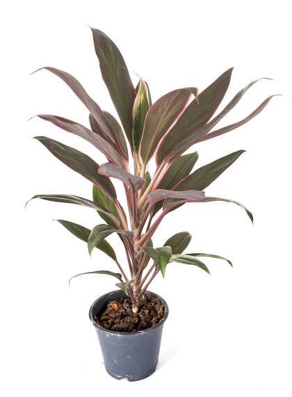 13 Fast Growing Houseplants That Anyone Can Keep Alive (with pictures)