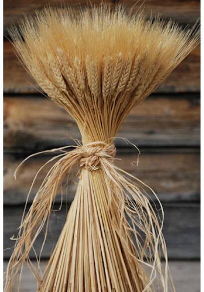 Large Dried Wheat Bunches
