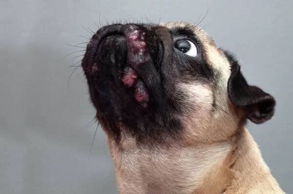 Portrét psa s rudě zanícenými ranami na obličeji. Alergie na psy, dermatitida — Stock obrázek