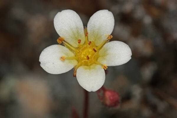 File:Saxifraga cespitosa 4805f.JPG - Wikimedia Commons