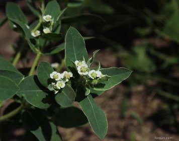 Pryšec vroubený - Euphorbia marginata