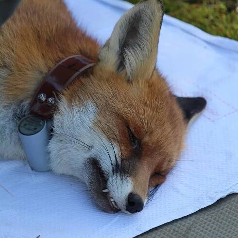 fuchs mit sender