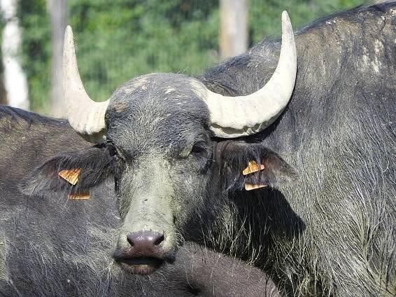 Buvol Vodní Africký - Fotografie zdarma na Pixabay