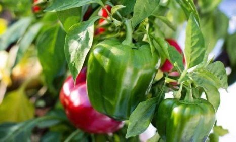 Úrodu paprik skvěle podpoří mléko – využijte| Naše zahrada