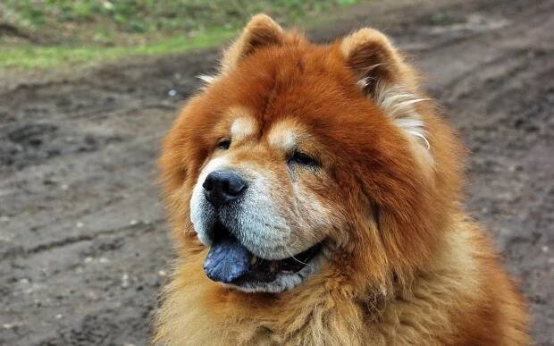 5 Chow Chow HD Wallpapers | Backgrounds - Wallpaper Abyss