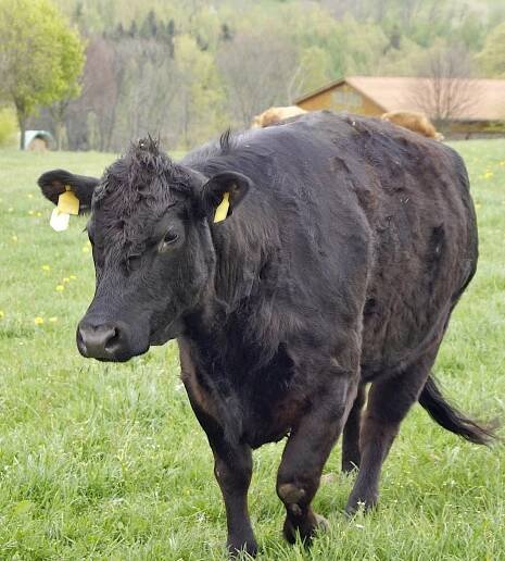 Tierparadies MUHrielle: Die Gluecksherde