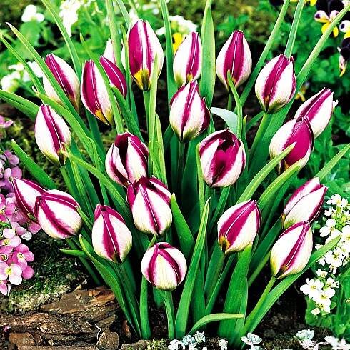 Tulipán Botanický Persian Pearl 5 ks Tulipány Cibulky Tulipánů Cibule