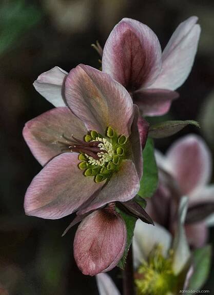 Čemeřice (Helleborus)