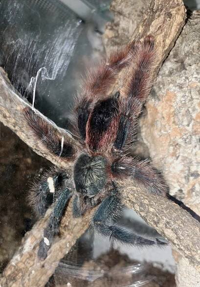 Avicularia, Caribena aj. ŽE B02