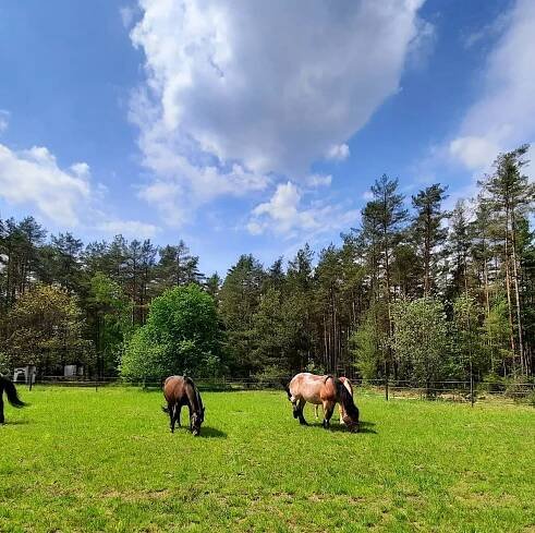 Unsere Blaubeerwaldtiere – Blaubeerwald-Verein
