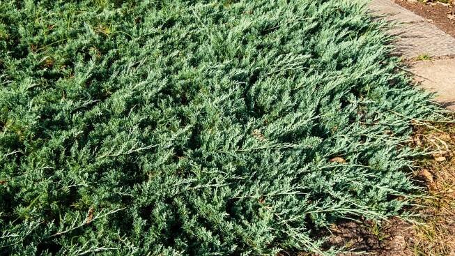 Close-up of Juniperus horizontalis, the creeping juniper, featuring low, trailing branches covered with scale-like, blue-green foliage.