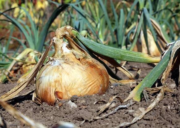 Candy Onion Plants - Sunbelt Transplants