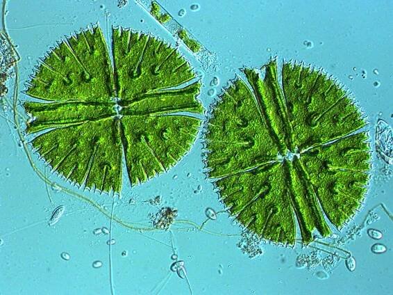 Mikroskopisches Kollegium Bonn