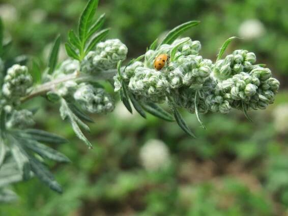 It's a Mugwort - Global YOGA Journeys