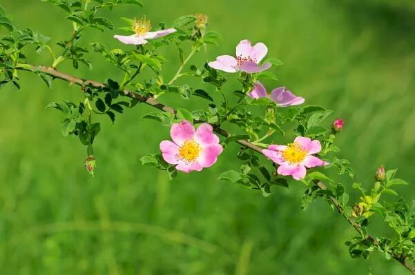 Růže šípková (Rosa canina) – Roxana Bashyrova/Shutterstock