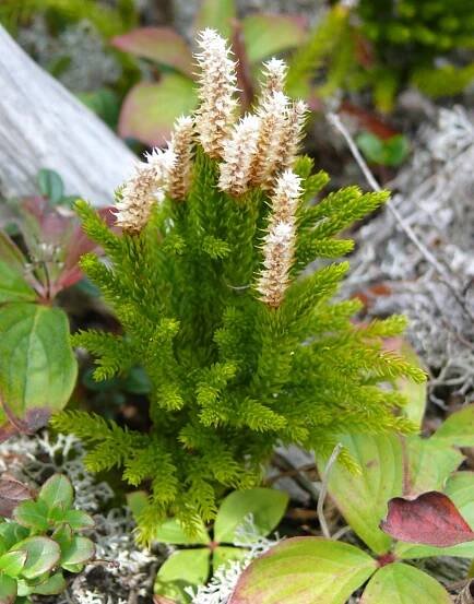 Soubor:Lycopodium juniperoideum Sw..JPG