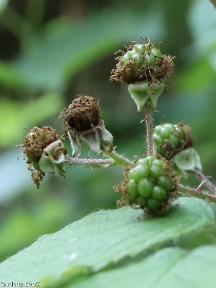 Rubus caflischii – ostružiník Caflischův