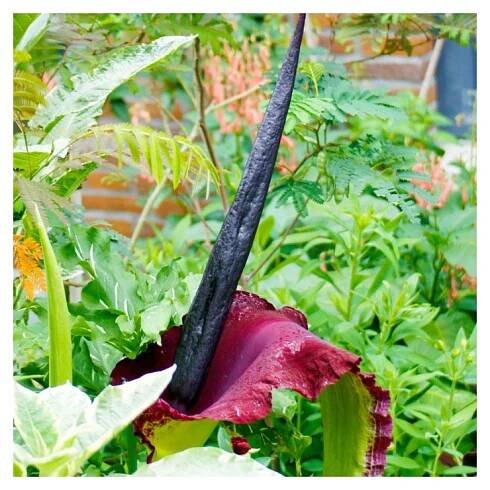 Ďáblův jazyk - Dracunculus vulgaris - prodej cibulovin - 1 ks