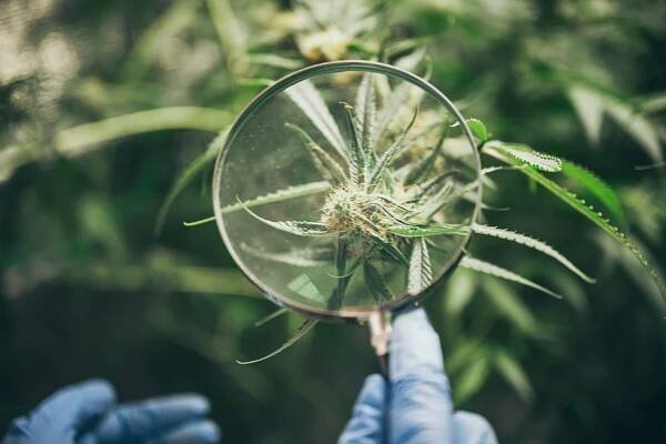 Pest Scouting and Monitoring - Hawthorne Gardening Co.