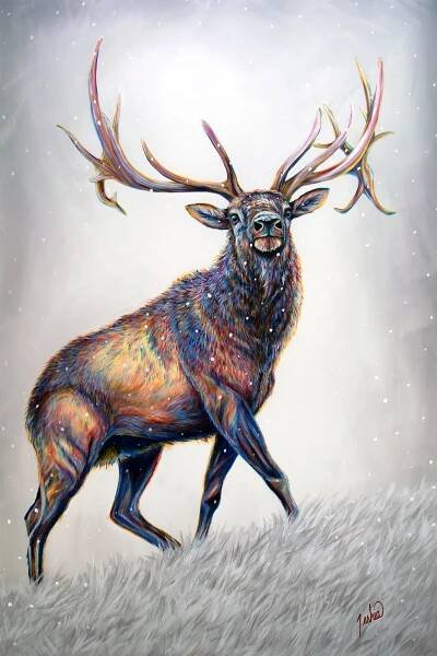 Wapiti Wonders