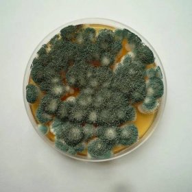 Katalog Mikroorganismů - Aspergillus clavatus LA-10