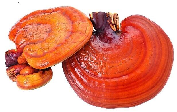 Probuďte svůj organismus pomocí silného spojení ostropestřce mariánského a houby reishi - Tojesenzace.cz