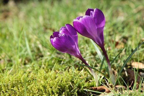 spring flowers