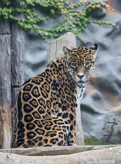 Zoo Olomouc – boží zoo na Svatém Kopečku | PrimaVylety.cz