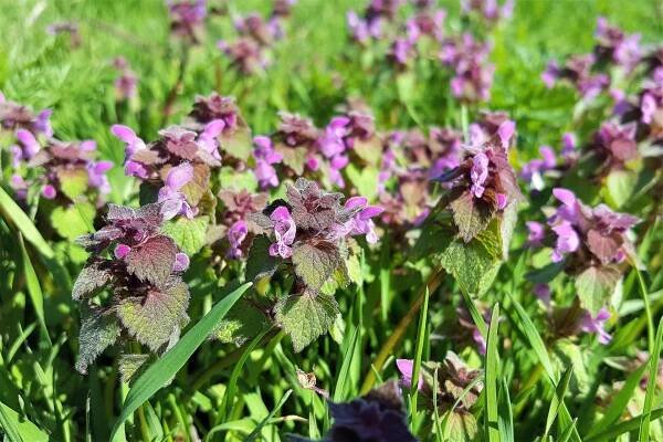 Hluchavka nachová nebo taky purpurová (Lamium purpureum), výrazná nafialovělá rostlina podobná kopřivě dorůstá do výšky okolo 30 cm. 