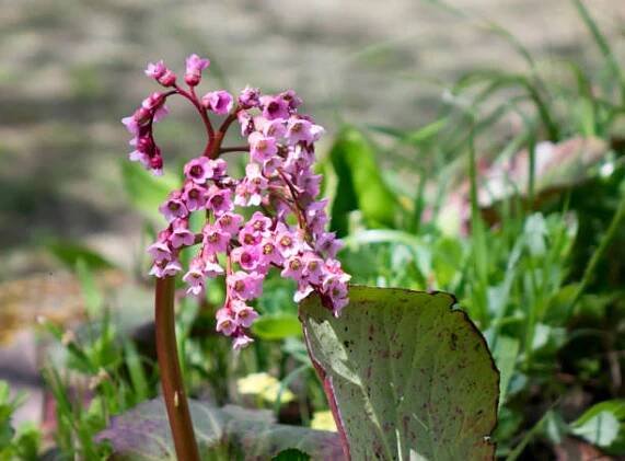 bergenia crassifolia. mezi běžné názvy druhů patří bergenia s kapucí, badan, sibiřský čaj a mongolský čaj. - bergenie - stock snímky, obrázky a fotky
